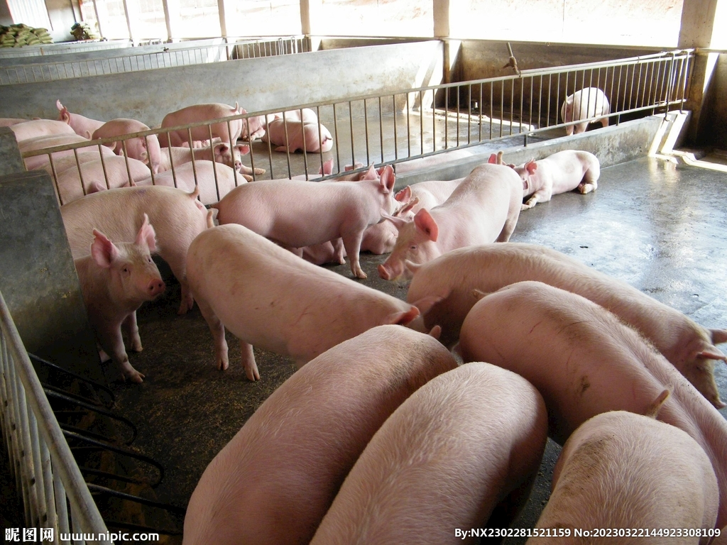 Effect of grinding particle size of pig feed raw materials on nutritional value